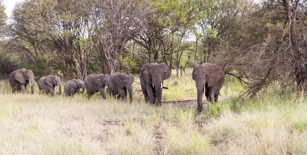 Elefante en Tanzania — Foto de Stock