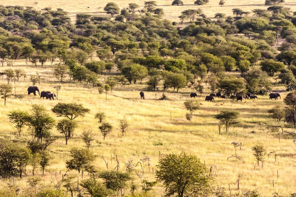 Wędrówki ludów, park narodowy serengeti — Zdjęcie stockowe