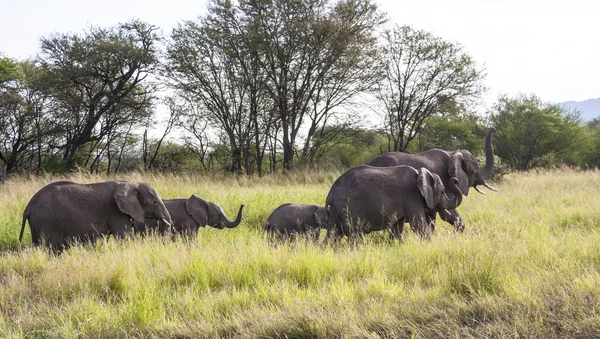 Elephant In Tanzania — Stock Photo, Image