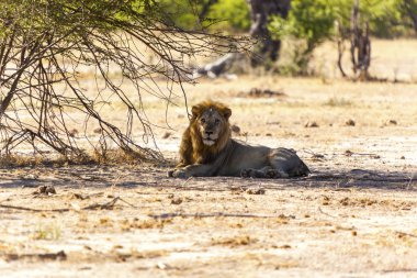 Yalnız aslan dinlenme