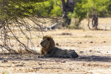 Yalnız aslan dinlenme