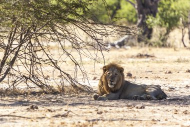 Yalnız aslan dinlenme