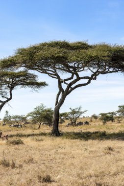 Afrika vahşi doğada yalnız ağaç