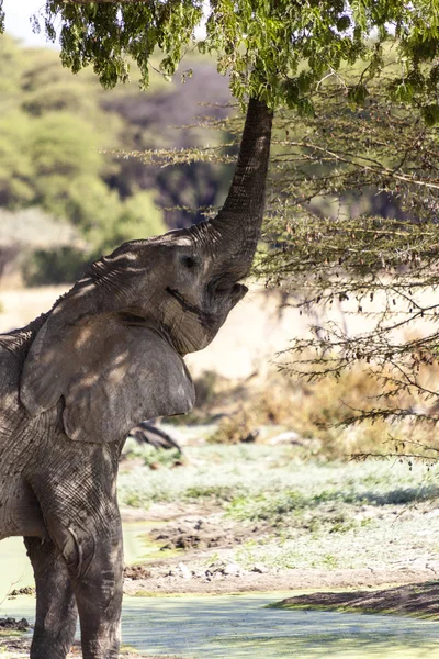 Elefante en Tanzania — Foto de Stock