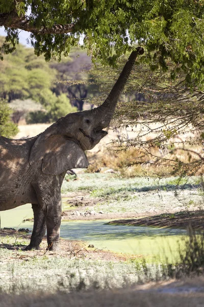 タンザニアでの象 — ストック写真