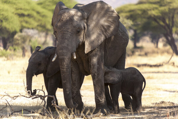 Слон в Танзании

