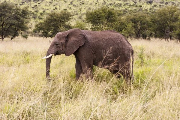 Elefante en Tanzania — Foto de Stock