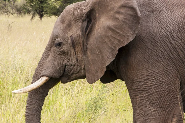 Elephant In Tanzania — Stock Photo, Image