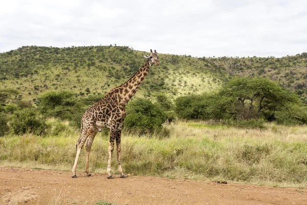 Giraffa nel deserto — Foto Stock