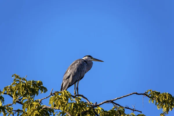 Afrikanischer Storch im Nest — Stockfoto