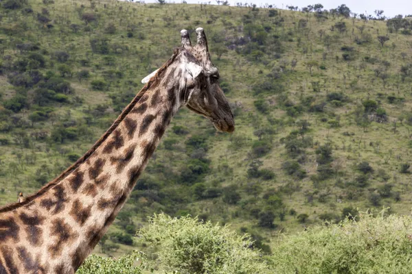 Giraffa al pascolo — Foto Stock