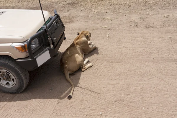 On Safari With A Curious Lion — Stock Photo, Image