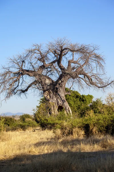 Arbre solitaire dans la nature africaine — Photo