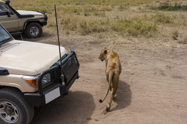 Auf Safari mit einem neugierigen Löwen — Stockfoto