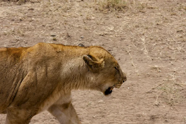 León solitario — Foto de Stock