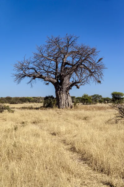 Arbre solitaire dans la nature africaine — Photo