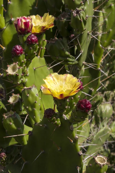 Distribución de la flor de cactus — Foto de Stock