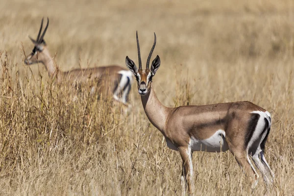 Gazelle en el Serengeti, Tanzania — Foto de Stock