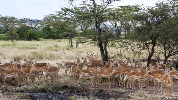 黑斑羚 ram 放牧他走在坦桑尼亚荒野的后宫 — 图库照片