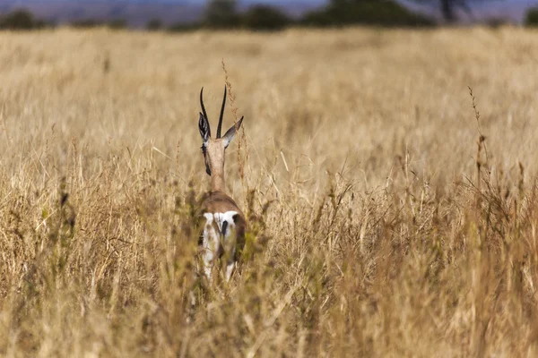 Gazelle in de serengeti, tanzania — Stockfoto