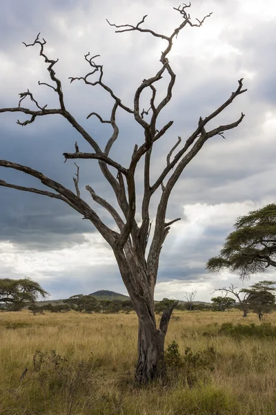 Samotne drzewo na pustyni Afryki — Zdjęcie stockowe
