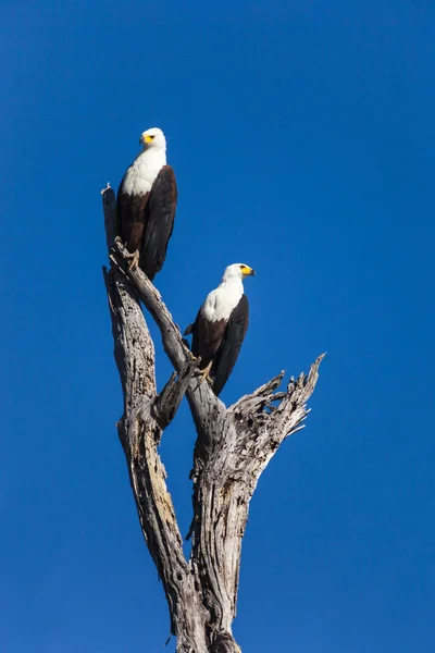 African fish eagle — Stock Photo, Image