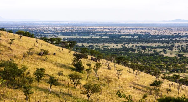 Národní park Serengeti — Stock fotografie