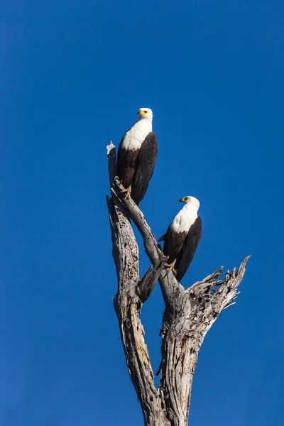 Eagles zitten in het nest — Stockfoto