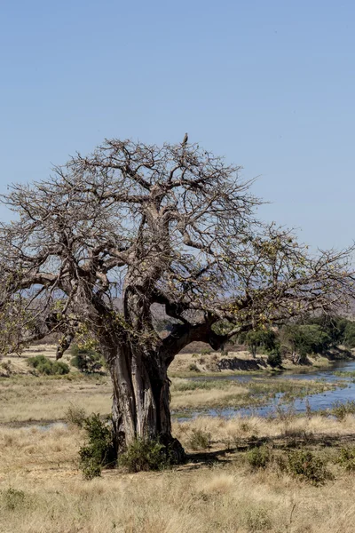 Ensamt träd i den Afrikanska vildmarken — Stockfoto