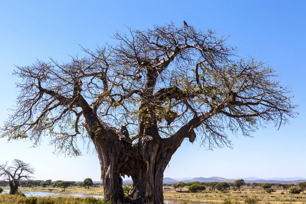 Ensamt träd i den Afrikanska vildmarken — Stockfoto