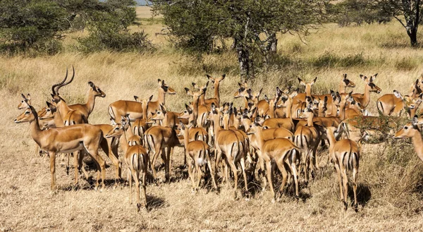 Impala ram pasení svého harému daleko v divočině Tanzanie — Stock fotografie