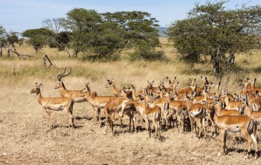 hareminin uzak vahşi doğada Tanzanya herding Impala ram