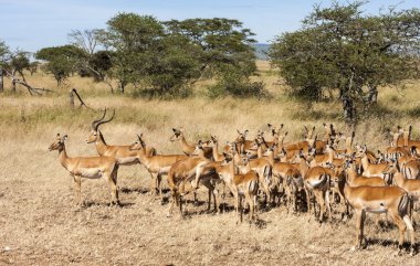 Impala Ram Herding His Harem away in Tanzania Wilderness clipart