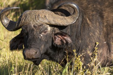 bir Buffalo profili