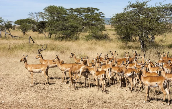 Impala Ram Herding His Harem away in Tanzania Wilderness — Stock Photo, Image