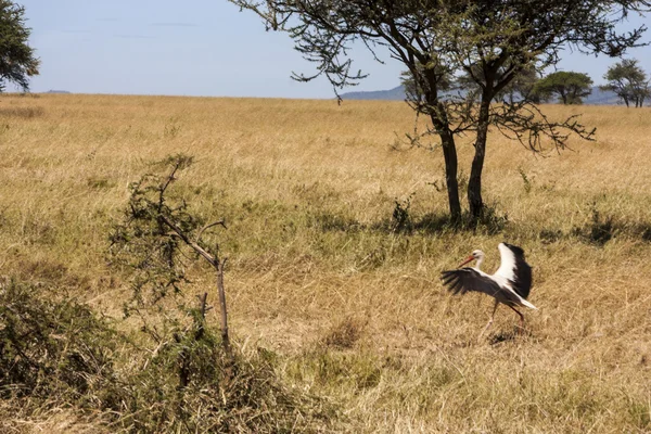 Afrikansk ibisstork — Stockfoto