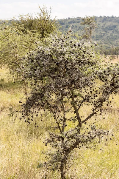 Африканское дерево баобаба — стоковое фото