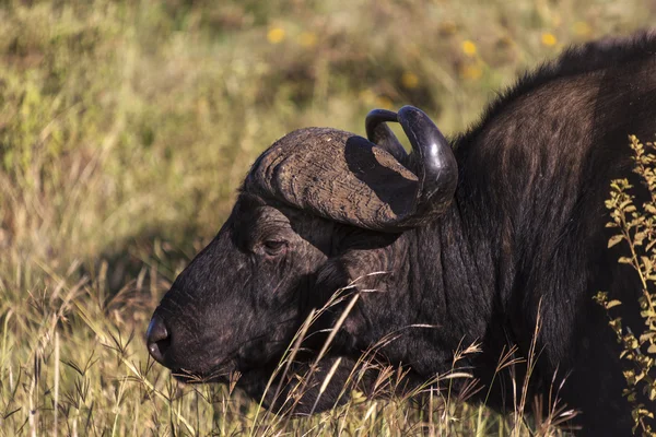 Προφίλ του buffalo — Φωτογραφία Αρχείου