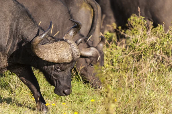 Big buffalo of the Tanzania's national park — Stock Photo, Image