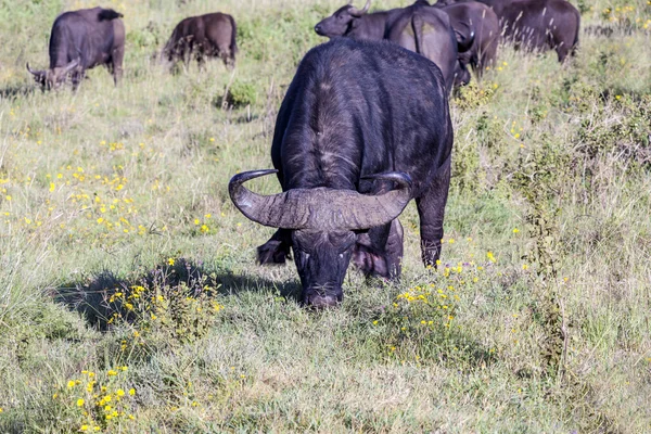 Big buffalo of the Tanzania's national park — Stock Photo, Image
