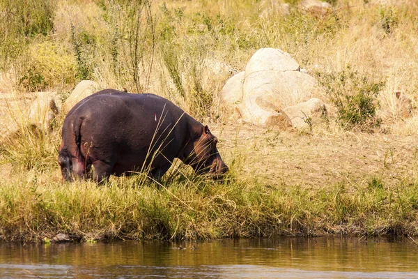 Flusspferd weidet — Stockfoto