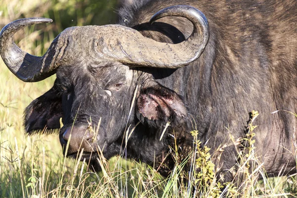Profile Of A Buffalo — Stock Photo, Image