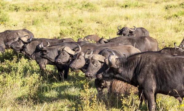 Cape Buffaloes i Afrika - Stock-foto