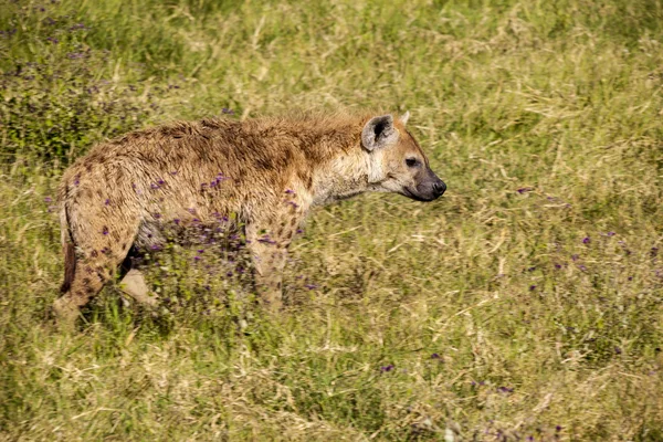 Hiena w Afryka serengeti, tanzania, — Zdjęcie stockowe