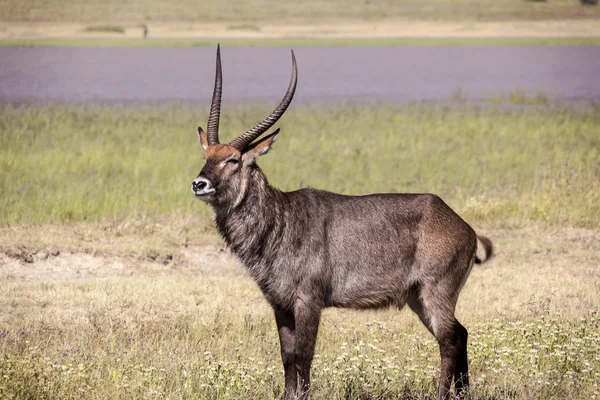 Waterbuck standing on the grass — Stock Photo, Image
