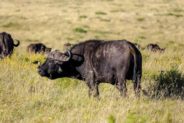 Пасущиеся буйволы — стоковое фото
