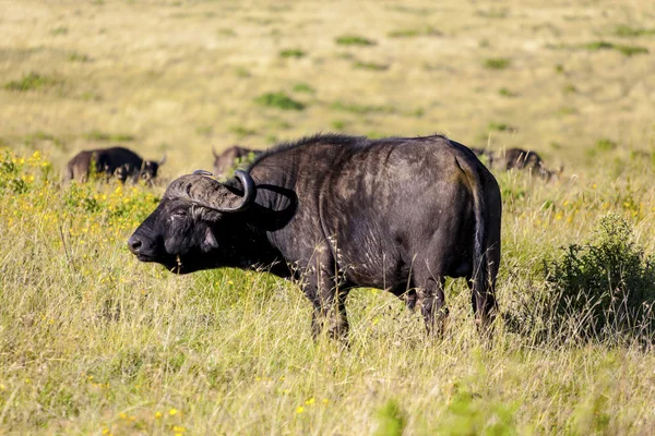 Grazing Buffaloes — Stock Photo, Image