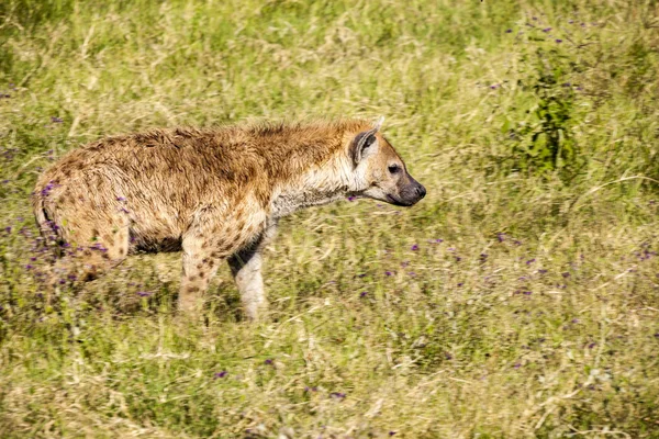 Hyena in the Serengeti, Tanzania, Africa — Stock Photo, Image