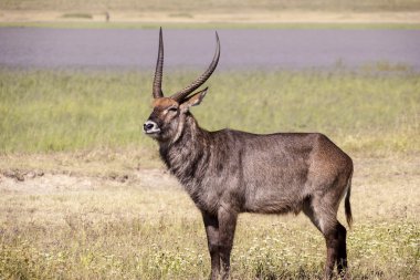 vahşi waterbuck ayakta