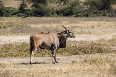 Vahşi doğada güzel bir Impala